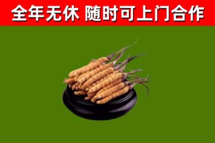 黄梅县烟酒回收冬虫夏草.jpg